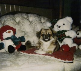 Click HERE for a 'CHRISTMAS MEMORY OF SOX' in verse, by her loving owner,Kathryn E. Phillips